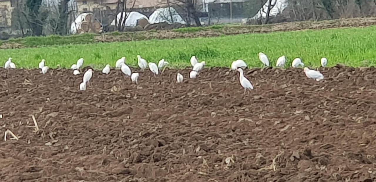 Az.agr.cascina Moretta * Momo