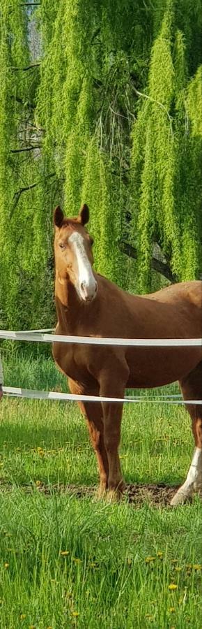 Az.agr.cascina Moretta Farm stay *